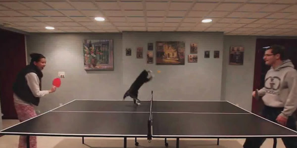 ninjya_cat_playing_ping_pong_00